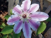 Lehké konstrukce i plot ozdobí i plaménky (Clematis x hybrida)