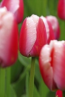 Pěstování tulipánů má v Holandsku dlouholetou tradici, také proto patří k významným obchodním komoditám