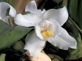 Detail orchideje Coelogyne Cristata