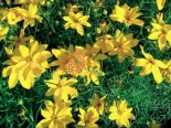 Vytrvalé krásnoočko (Coreopsis) má veselé žluté kvítky