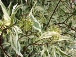 Pestrolistá svída (Cornus alba Variegata)