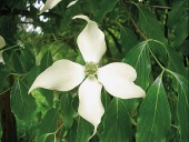 Dřín japonský (Cornus kousa)