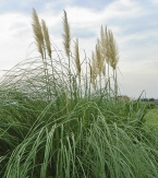 Pampová tráva (Cortaderia selloana)