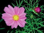 krásenka (Cosmos bipinnatus)