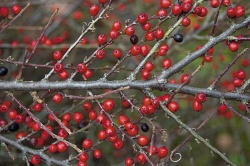 Plody skalníku (Cotoneaster) vydrží jen část zimy, na rozdíl od cesmíny a libavky