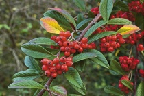 Keř skalníku vrbolistého (Cotoneaster salicifolius) bývá začátkem zimy plody doslova obalen