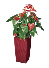 Anthurium, cena od 185 Kč, květin&aacute;č Cottage, 30 x 30 x 56 cm, cena 12 260 Kč, FLOREN