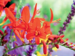 Montbrécie (Crocosmia)