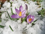 Crocus tomassinianus - detail ve sněhu