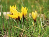 Crocus korolkowii