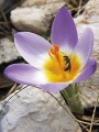 Crocus tomassinianus