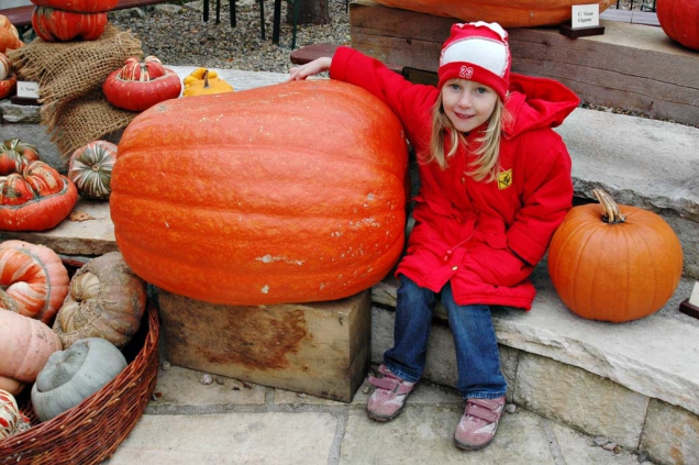 Obří dýně Cucurbita maxima na snímku je drobeček proti rekordním kusům. Největší dýně světa přesáhla váhu 900 kg!
