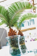 Cycas Revoluta