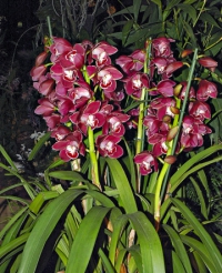 Odrůdy rodu Cymbidium mohou být mohutné a velkokvěté, ale i miniaturní se vzpřímenými nebo převislými květenstvími. Některé z nich v sobě mají geny teplomilných druhů a nepotřebují tak nízké teploty, jaké se obecně uvádějí.