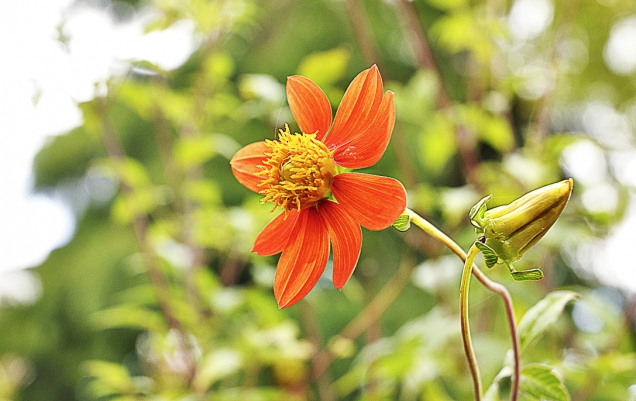 Botanický druh Dahlia coccinea má květy ohnivě oranžové barvy (2)