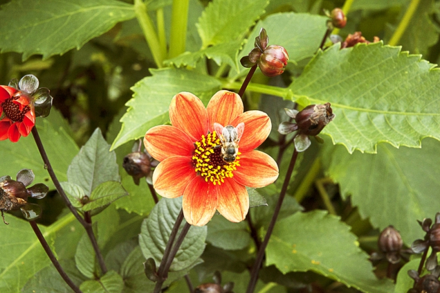 Botanický druh Dahlia coccinea má květy ohnivě oranžové barvy. (1)