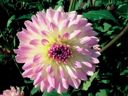 Jiřina (Dahlia)