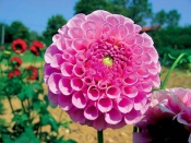 Jiřina (Dahlia x hybrida)