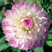Jiřina (Dahlia)