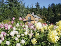 Odnožující zběhovec (Ajuga) je nádherný v době květu, červenolisté odrůdy zpestřují místa s jarními koberci i v létě