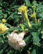 Zrádná krasavice durman (Datura metel)