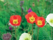 mák nahoprutý (Papaver nudicaule)