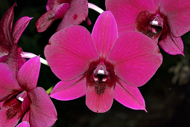 Teplomilné Dendrobium bigibbum patří k nejčastěji pěstovaným druhům pro květy k řezu.
