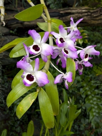 Chladnomilné Dendrobium nobile je rodičem mnoha bohatě kvetoucích Yamamoto hybridů, které se běžně prodávají v květinářství.