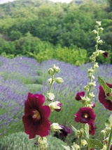 Proskurník topolavka (Althaea rosea) je vděčná nenáročná dvouletka, která se sama vysévá
