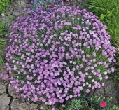 Hvozdníky (Dianthus) vytvářejí sladce vonící bochníkovité polštáře