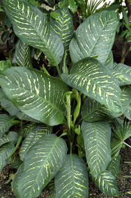 Dieffenbachia Amoena