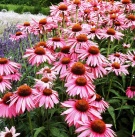třapatka (Echinacea purpurea)