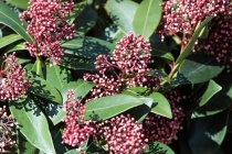stálezelená skimie (Skimia japonica)