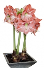 Hippeastrum v kovové pozinkované nádobě. Doba kvetení je asi dva měsíce