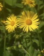 Doronicum orientale - kamzičník velkokvětý