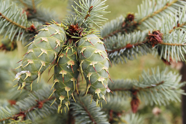 Douglaska tisolistá (Pseudotsuga menziesii) pochází ze Severní Ameriky a u nás se stala nepříjemnou plevelnou dřevinou v národním parku Českosaské Švýcarsko, kde vytlačuje původní druhy dřevin.