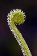 Drosera filiformis s úzkými listy působí úplně jinak než naše rosnatky. Požadavky má však podobné a naši zimu přežívá bez problémů
