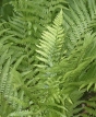 Matteucia struthiopteris - pérovník pštrosí