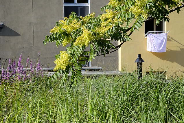 Kořenovou čističku lze osadit celou řadou rostlin. Nejpodstatnější je, že nezapáchá a neslouží jako líheň komárů, protože vodní hladina je ukrytá pod vrstvou kačírku (1)