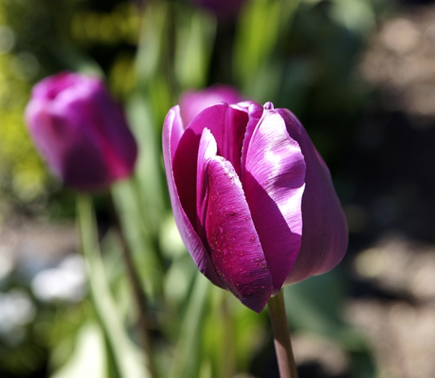 Tulipán odrůdy ’Negrita‘