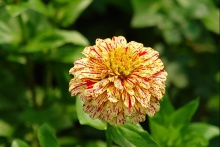 Zajímavá odrůda vděčné letničky ostálky (Zinnia elegans)