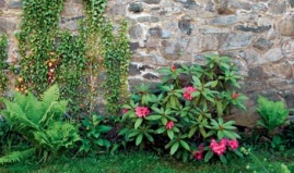 Rododendron byla jedna z prvních rostlin, kterou si paní Alena do zahrady pořídila