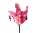 Pro zajímavé tulipány si paní Alena neváhá zajet i do Holandska