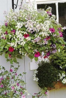 Neuvěřitelně bujná odrůda petúnií Supertunia ´Royal Magenta´ doplněná záplavou jemných kvítků hledíkovek ze skupiny Karoo úplně schová košík