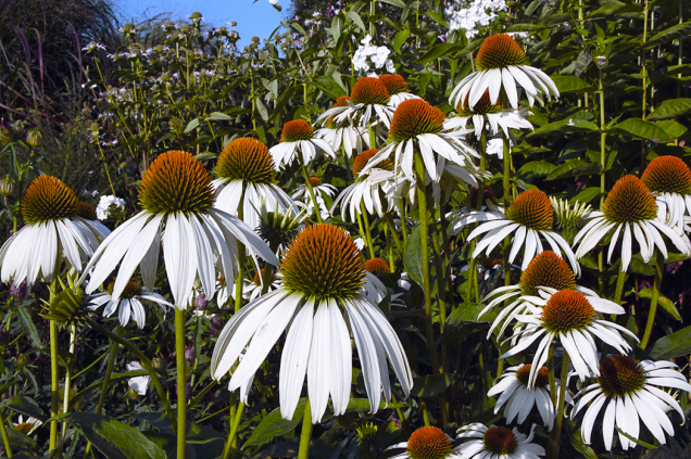 Severoamerická Echinacea purpurea se pěstuje i v bělokvěté formě.
