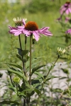 Echinacea neboli třapatkovka je velmi ceněná jako léčivka podporující imunitu
