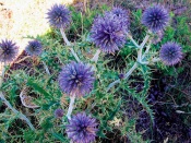 Bělotrn (Echinops ritro)