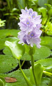 Modré květy vodního hyacintu (Eichhornia) jsou jen krátkodobou okrasou, ale působí velmi exoticky. Hodí se i do vodní nádoby na terasu nebo na balkon.