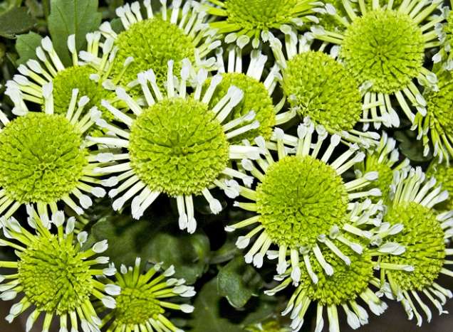 Chrysanthemum ´Energy´