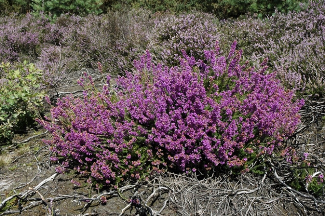 Vřesovec pleťový (Erica carnea) je evropský druh, roste od Alp až po jižní Čechy. Mnoho jeho vyšlechtěných barevných kultivarů a kříženců se pěstuje proto, že rozkvétají už na podzim a při teplé zimě potěší až do jara. V přírodě rozkvétá v březnu, často ještě pod sněhem.
